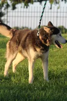 George XIV, a male Siberian Husky for sale in Chambersburg, PA – 3 of 5