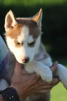 Penny, a female Siberian Husky for sale in Chambersburg, PA – 5 of 9