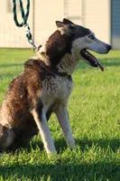 Zimmermans Bella II, a female Siberian Husky for sale in Chambersburg, PA – 5 of 6