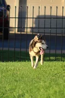 Zimmermans Bella II, a female Siberian Husky for sale in Chambersburg, PA – 1 of 6