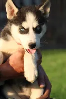 Winnie, a female Siberian Husky for sale in Chambersburg, PA – 3 of 5