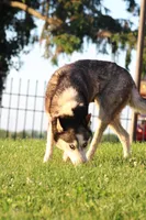 Zimmermans Bella II, a female Siberian Husky for sale in Chambersburg, PA – 6 of 6