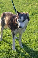 Zimmermans Bella II, a female Siberian Husky for sale in Chambersburg, PA – 4 of 6