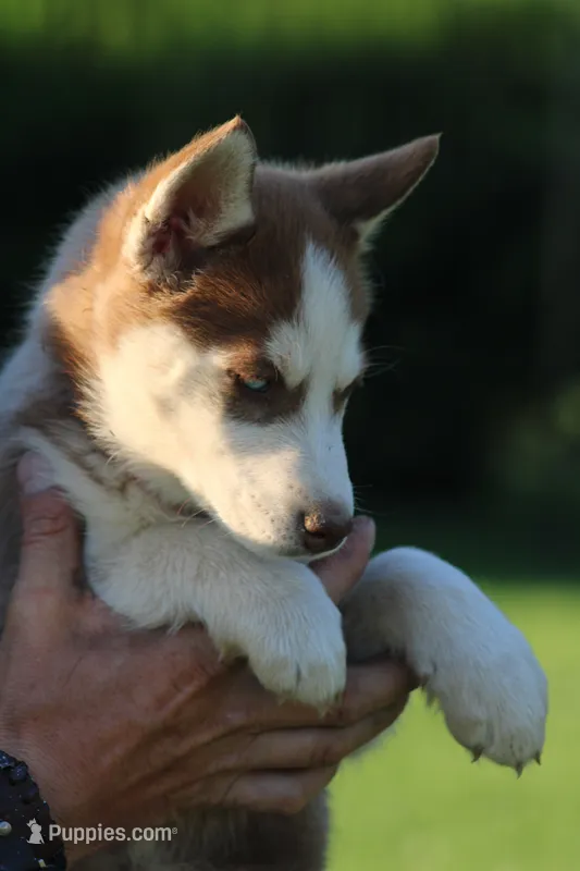 Penny – Siberian Husky puppy for sale in Chambersburg, PA