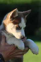 Penny, a female Siberian Husky for sale in Chambersburg, PA – 1 of 9