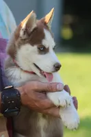 Penny, a female Siberian Husky for sale in Chambersburg, PA – 7 of 9