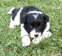 Hannah, a female Border Collie for sale in Salem, MO – 6 of 8