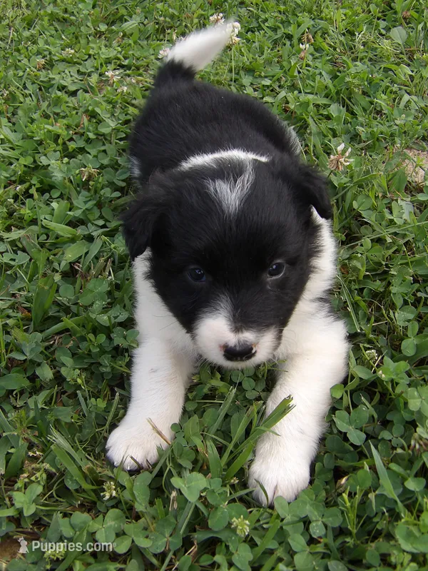 Hannah – Border Collie puppy for sale in Salem, MO