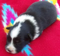 Cleo, a male Border Collie for sale in Salem, MO – 3 of 3