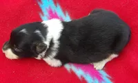 Kyndal, a female Border Collie for sale in Salem, MO – 2 of 3