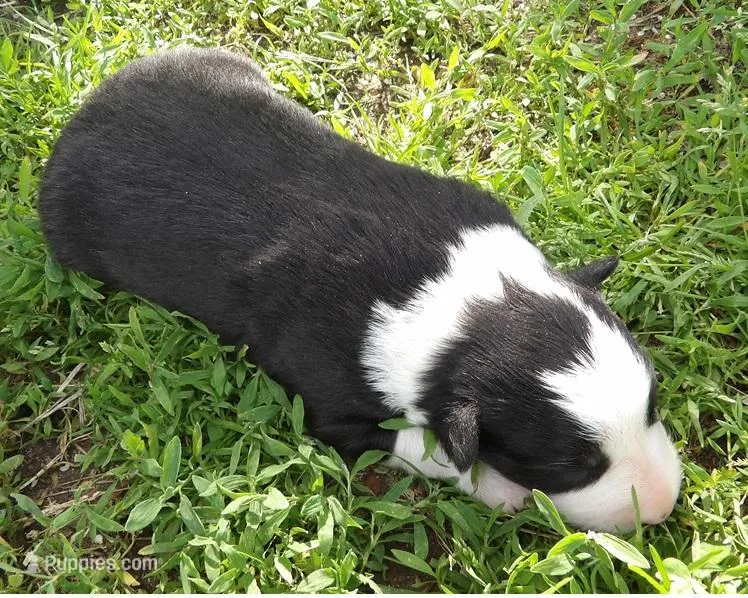 Delma, a female Border Collie for sale in Salem, MO – 1 of 3