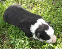 Delma, a female Border Collie for sale in Salem, MO – 1 of 3