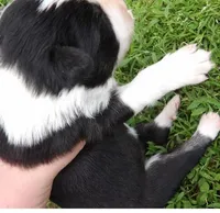 Delma, a female Border Collie for sale in Salem, MO – 3 of 3