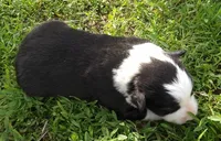 Delma, a female Border Collie for sale in Salem, MO – 2 of 3