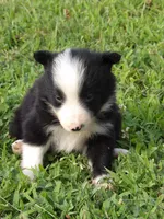 Brooks, a male Border Collie for sale in Salem, MO – 3 of 10