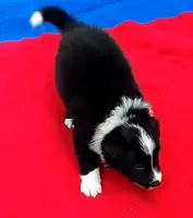 Cleo, a male Border Collie for sale in Salem, MO – 2 of 7