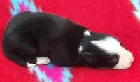 Brooks, a male Border Collie for sale in Salem, MO – 2 of 3