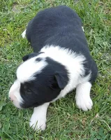 Sunny, a female Border Collie for sale in Salem, MO – 2 of 9
