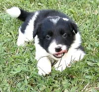 Hannah, a female Border Collie for sale in Salem, MO – 8 of 8
