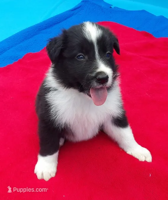 Cleo – Border Collie puppy for sale in Salem, MO