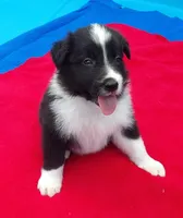 Cleo, a male Border Collie for sale in Salem, MO – 1 of 7