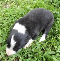 Howard, a male Border Collie for sale in Salem, MO – 2 of 2