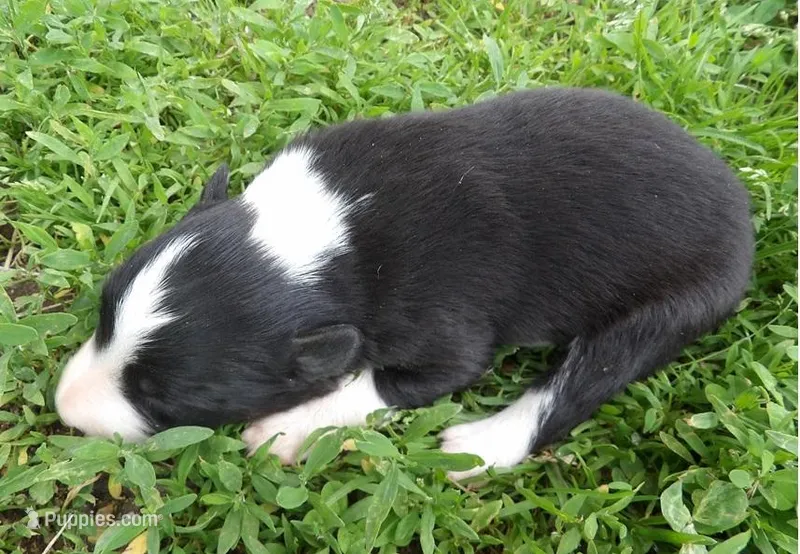 Howard, a male Border Collie for sale in Salem, MO – 1 of 2