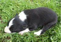 Howard, a male Border Collie for sale in Salem, MO – 1 of 2