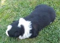Klaus, a male Border Collie for sale in Salem, MO – 4 of 8