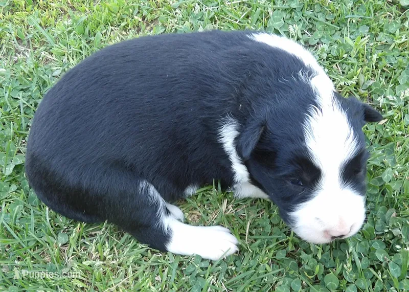 Violet – Border Collie puppy for sale in Salem, MO