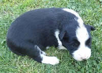 Violet, a female Border Collie for sale in Salem, MO – 1 of 9