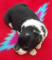Kyndal, a female Border Collie for sale in Salem, MO – 1 of 3