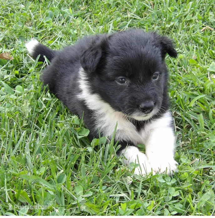 Keyla – Border Collie puppy for sale in Salem, MO