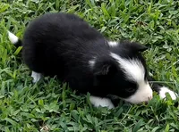 Brooks, a male Border Collie for sale in Salem, MO – 5 of 10