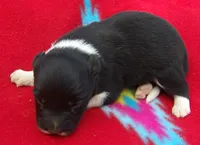 Keyla, a female Border Collie for sale in Salem, MO – 2 of 3