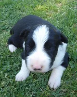 Klaus, a male Border Collie for sale in Salem, MO – 3 of 8