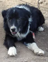 Violet, a female Border Collie for sale in Salem, MO – 6 of 9