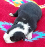 Marie, a female Border Collie for sale in Salem, MO – 3 of 3
