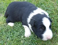 Klaus, a male Border Collie for sale in Salem, MO – 2 of 8