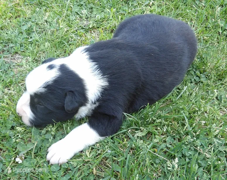 Sunny – Border Collie puppy for sale in Salem, MO