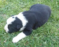 Sunny, a female Border Collie for sale in Salem, MO – 1 of 9