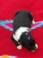 Kyndal, a female Border Collie for sale in Salem, MO – 3 of 3