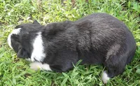 Villa, a female Border Collie for sale in Salem, MO – 2 of 2