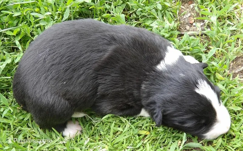 Villa, a female Border Collie for sale in Salem, MO – 1 of 2