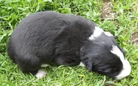 Villa, a female Border Collie for sale in Salem, MO – 1 of 2