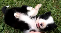 Brooks, a male Border Collie for sale in Salem, MO – 9 of 10