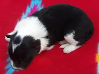 Hannah, a female Border Collie for sale in Salem, MO – 3 of 3