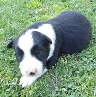 Violet, a female Border Collie for sale in Salem, MO – 3 of 9