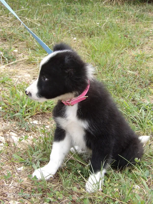Brooks – Border Collie puppy for sale in Salem, MO