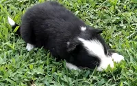 Brooks, a male Border Collie for sale in Salem, MO – 4 of 10